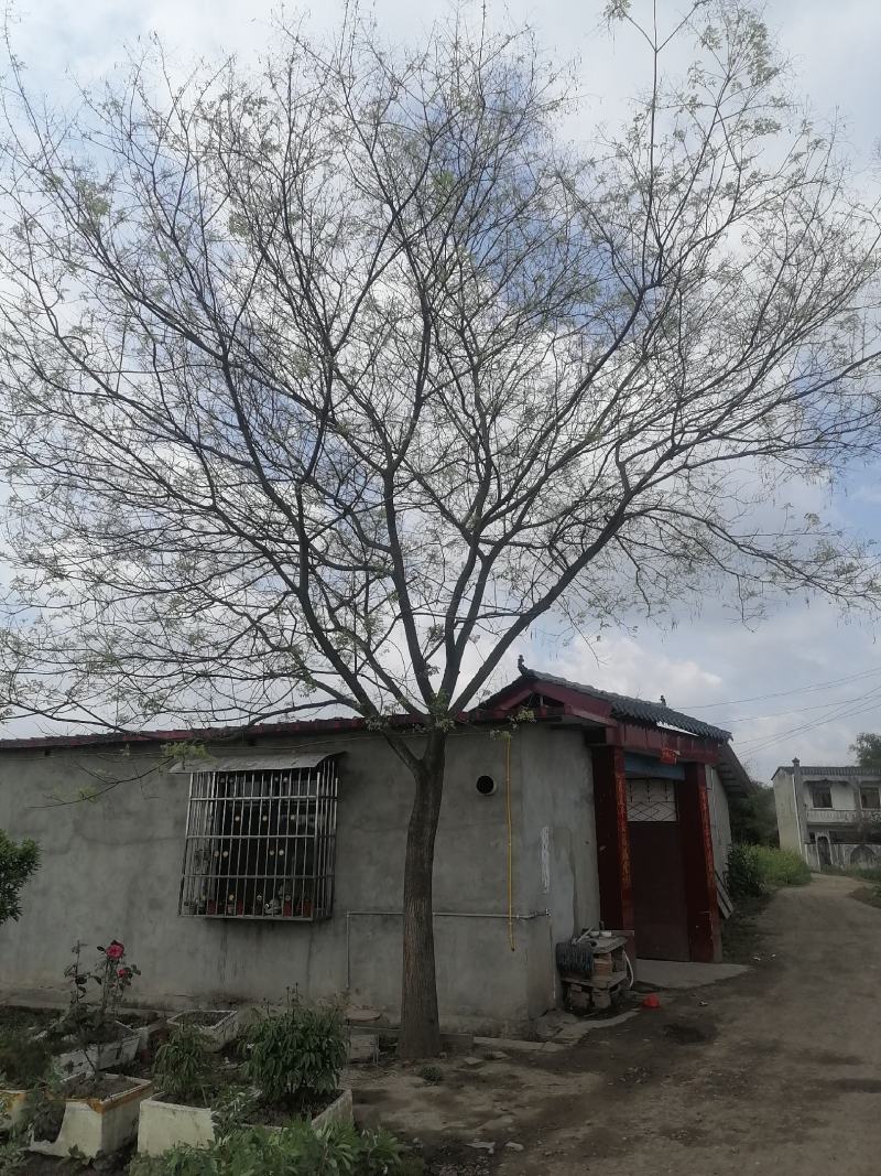 20的国槐，树型好价格优惠质量保障对接全国