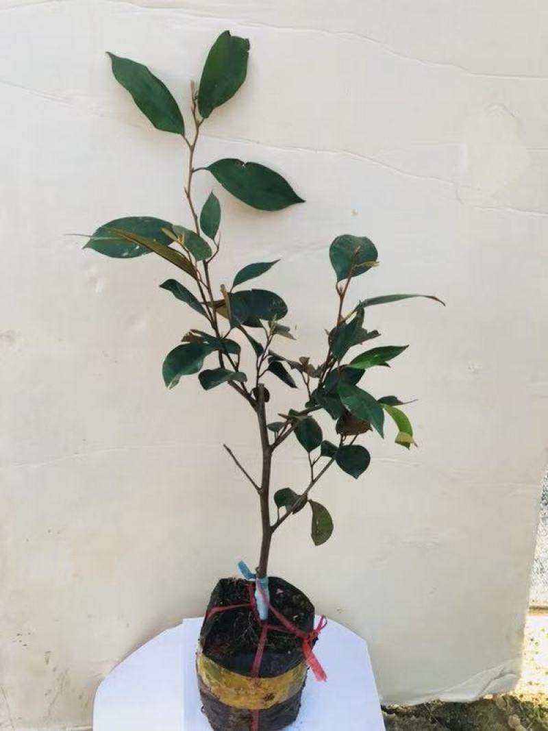 越南牛奶果嫁接苗星苹果苗热带果苗金星果牛奶果树苗地