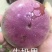 越南牛奶果嫁接苗星苹果苗热带果苗金星果牛奶果树苗地
