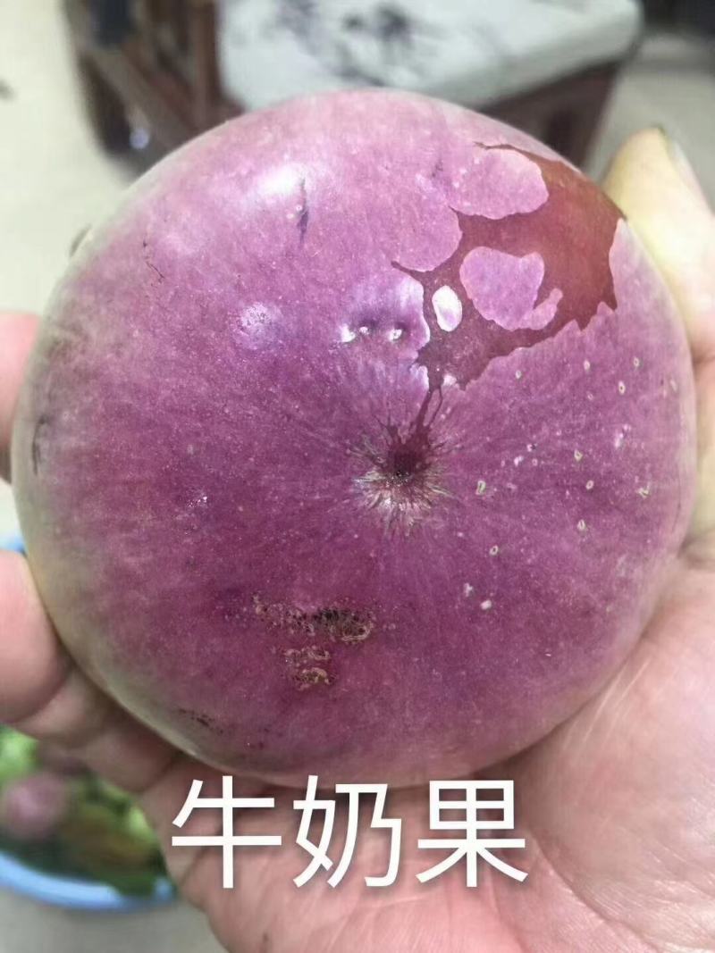 越南牛奶果嫁接苗星苹果苗热带果苗金星果牛奶果树苗地