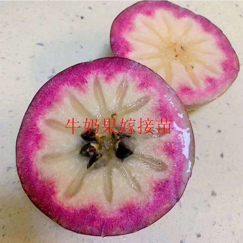 越南牛奶果嫁接苗星苹果苗热带果苗金星果牛奶果树苗地