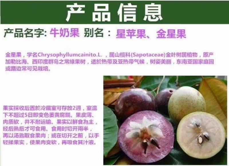 越南牛奶果嫁接苗星苹果苗热带果苗金星果牛奶果树苗地