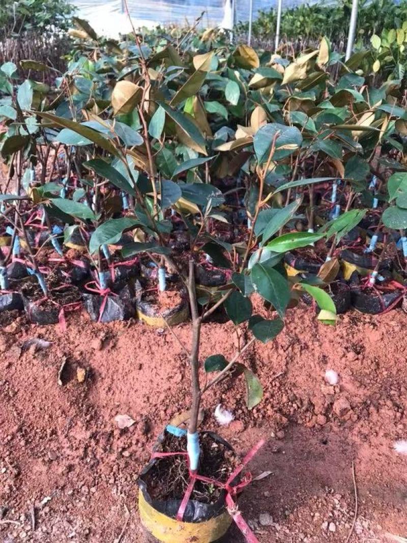 越南牛奶果嫁接苗星苹果苗热带果苗金星果牛奶果树苗地