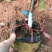 越南牛奶果嫁接苗星苹果苗热带果苗金星果牛奶果树苗地