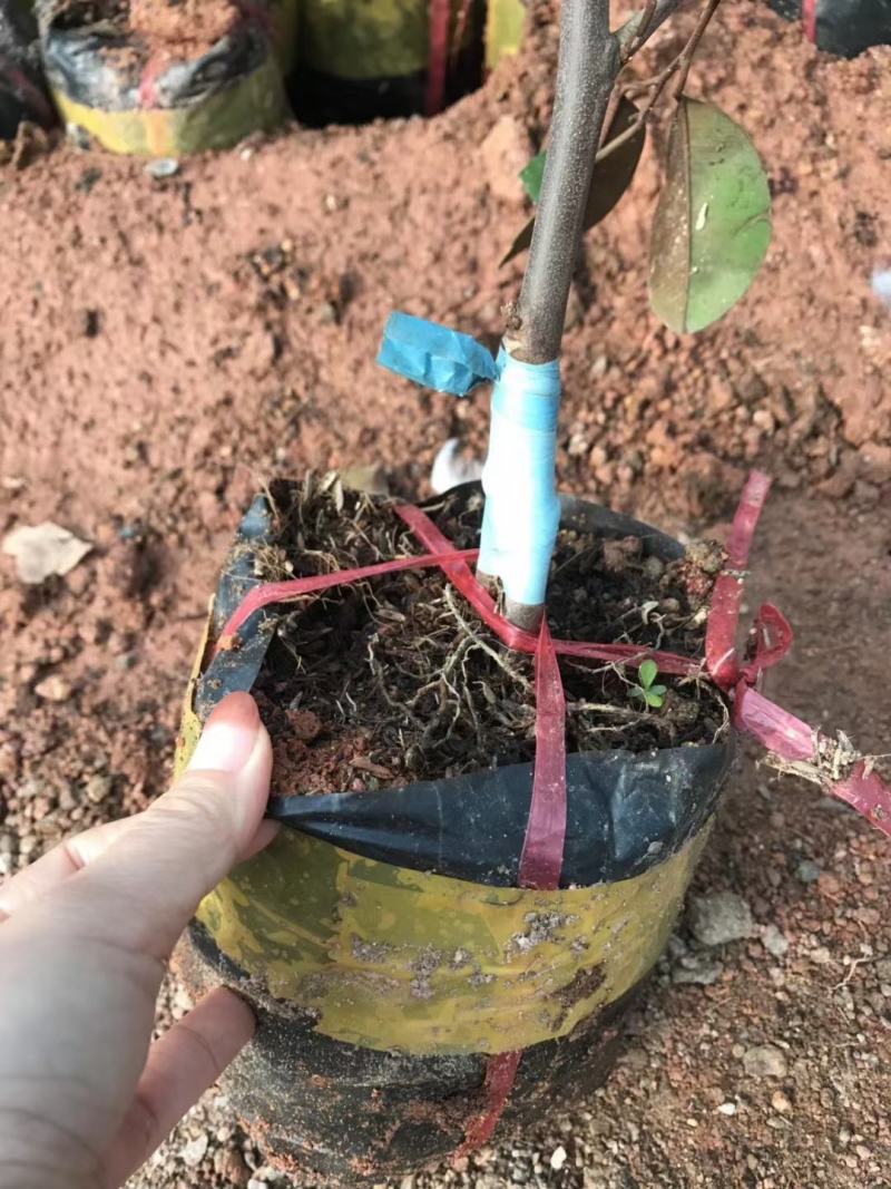 越南牛奶果嫁接苗星苹果苗热带果苗金星果牛奶果树苗地