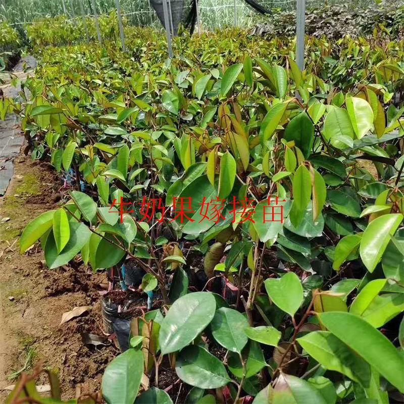 越南牛奶果嫁接苗星苹果苗热带果苗金星果牛奶果树苗地