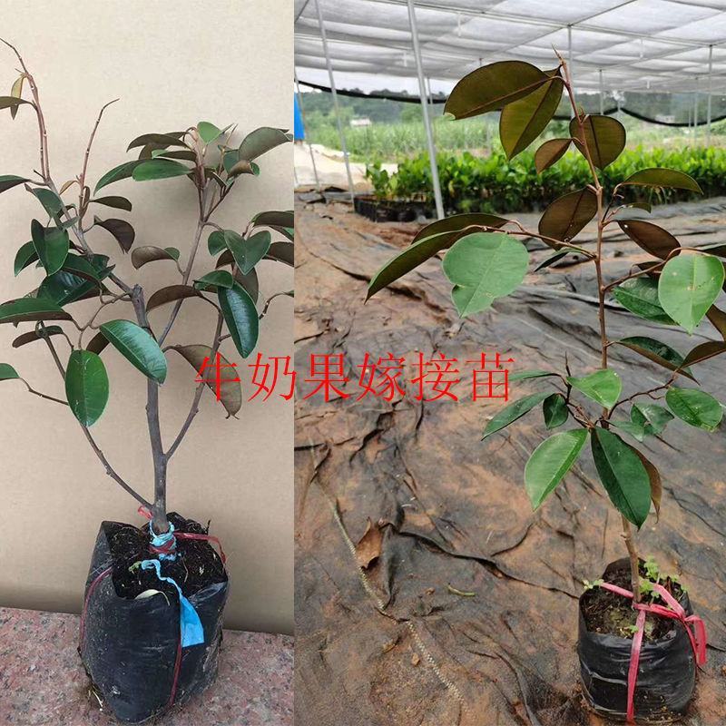 越南牛奶果嫁接苗星苹果苗热带果苗金星果牛奶果树苗地
