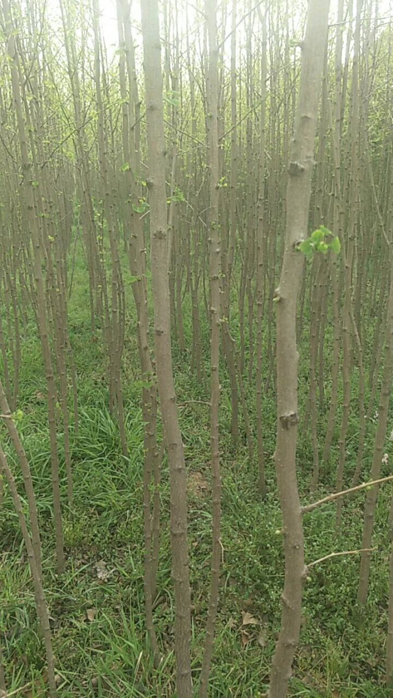 出售银杏苗实地货源，银杏树各种规则，协助找车