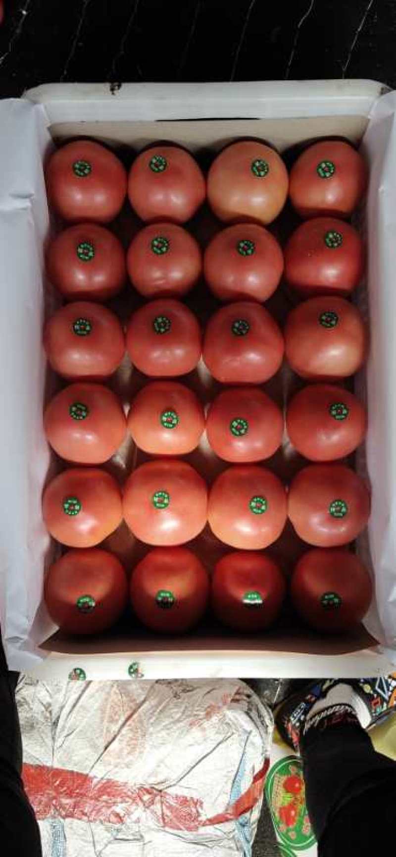 硬粉西红柿大量上市