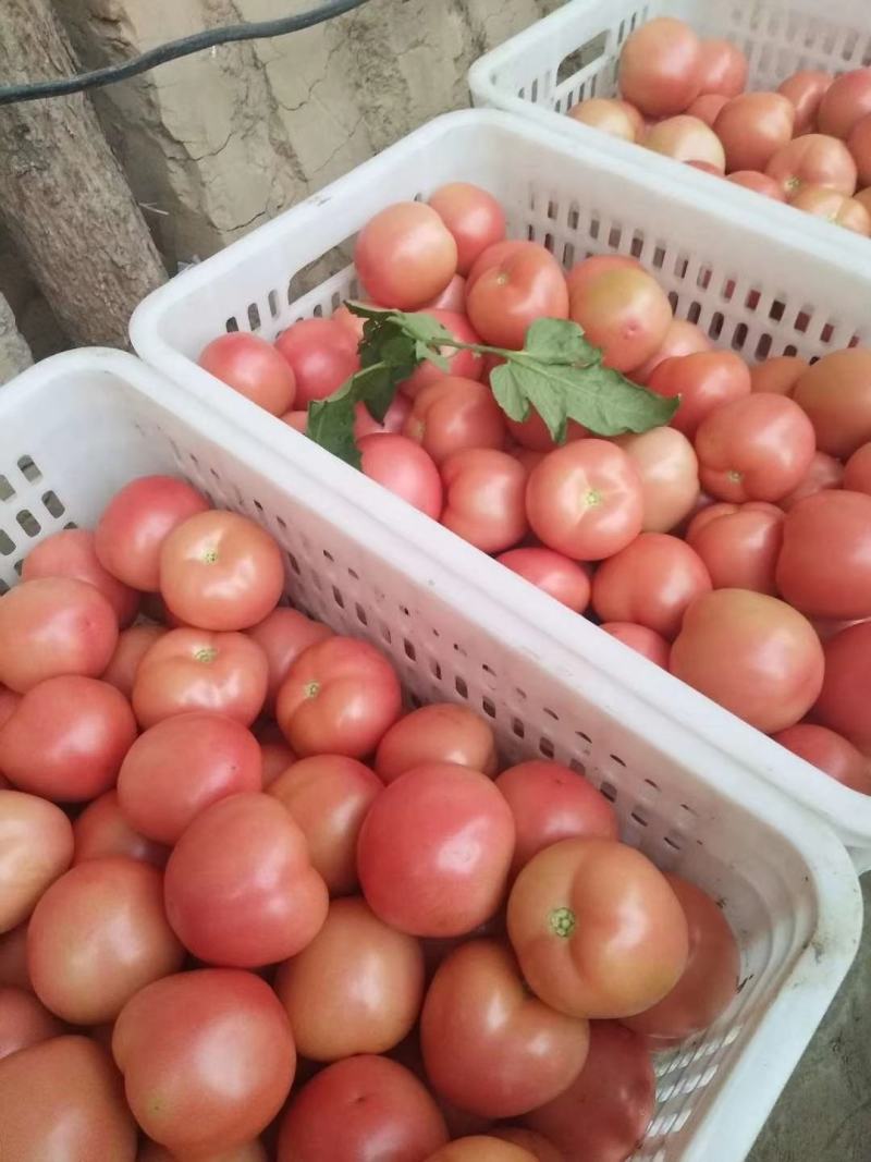 硬粉西红柿大量上市
