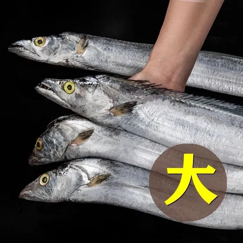精品整条带鱼规格齐全大眼带鱼小眼带鱼