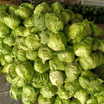 山东省青州市优质甘蓝，卷心菜，