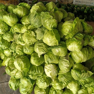 山东省青州市优质甘蓝，卷心菜，