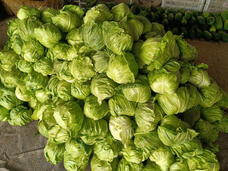 山东省青州市优质甘蓝，卷心菜，