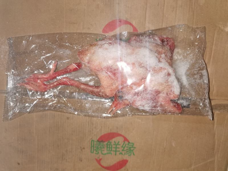 6-7两精品冻鸽子价格超低