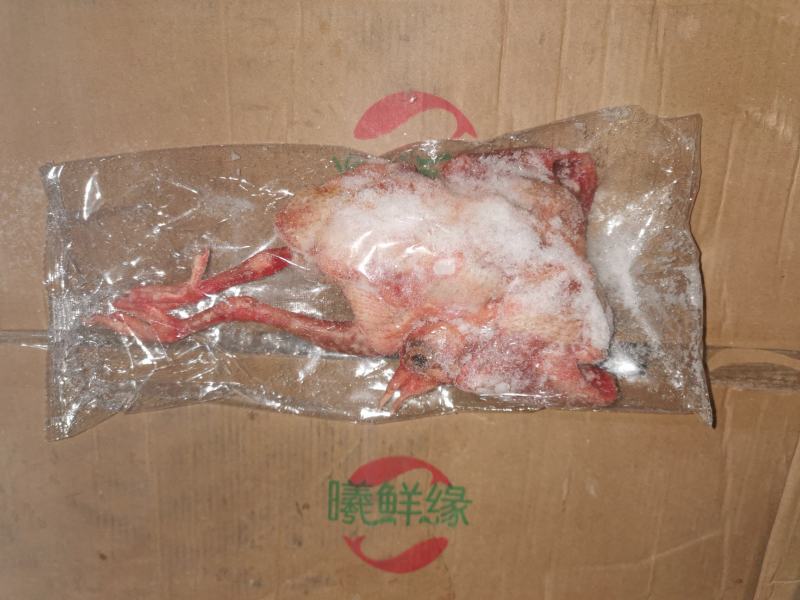 6-7两精品冻鸽子价格超低