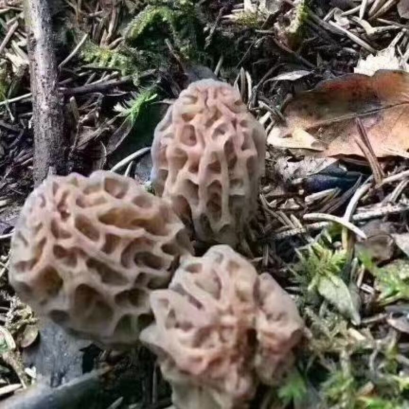 羊肚菌高原上自己上山采购的野生羊肚菌