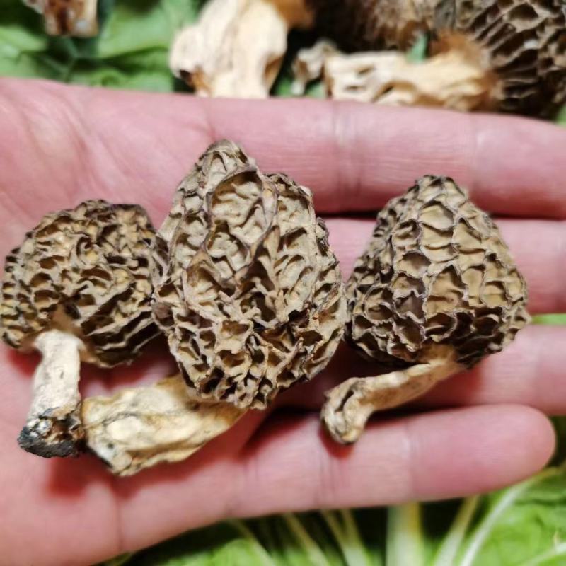 羊肚菌高原上自己上山采购的野生羊肚菌