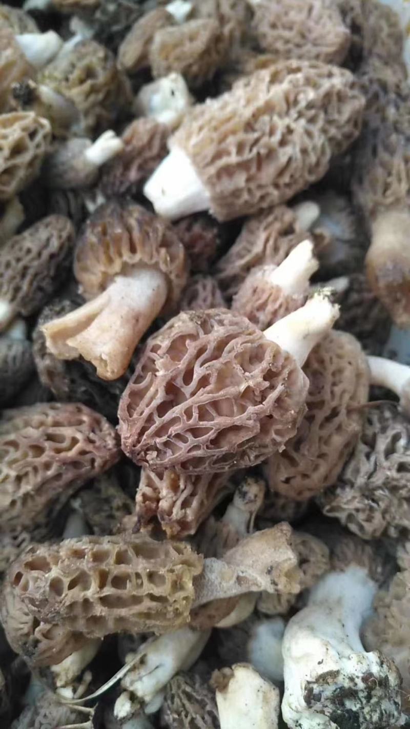 羊肚菌高原上自己上山采购的野生羊肚菌