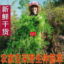 云南野生中药材伸筋草伸筋草茶泡脚包邮