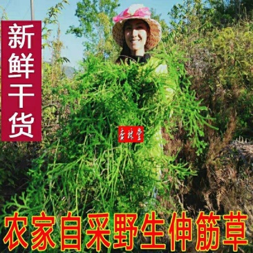 云南野生中药材伸筋草伸筋草茶泡脚包邮