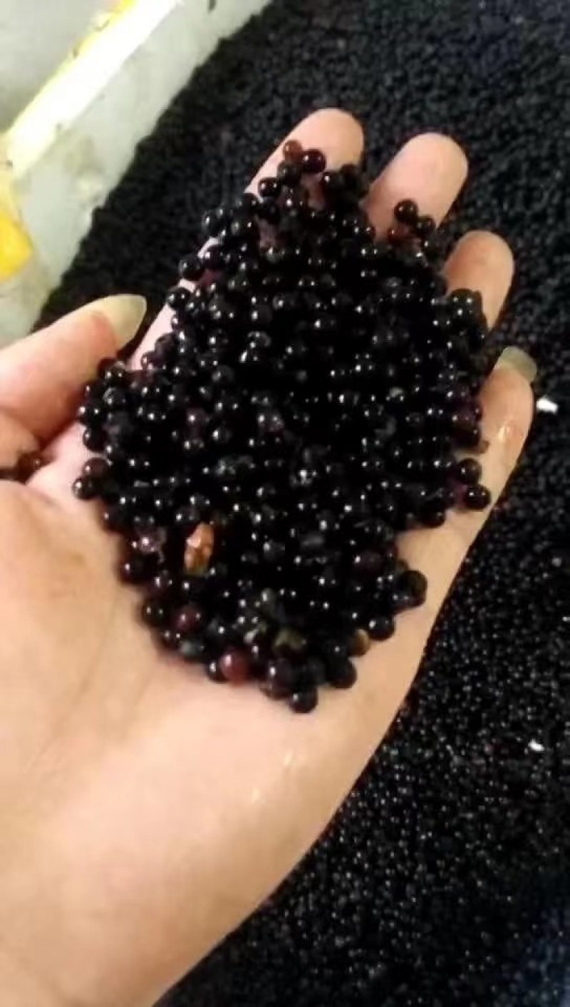 檫木江西檫木种子各种品种子大量供应