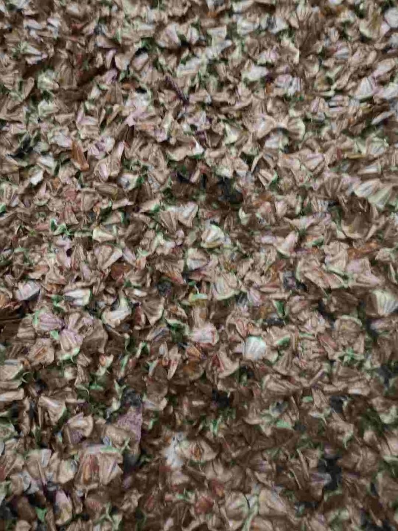 檫木江西檫木种子各种品种子大量供应