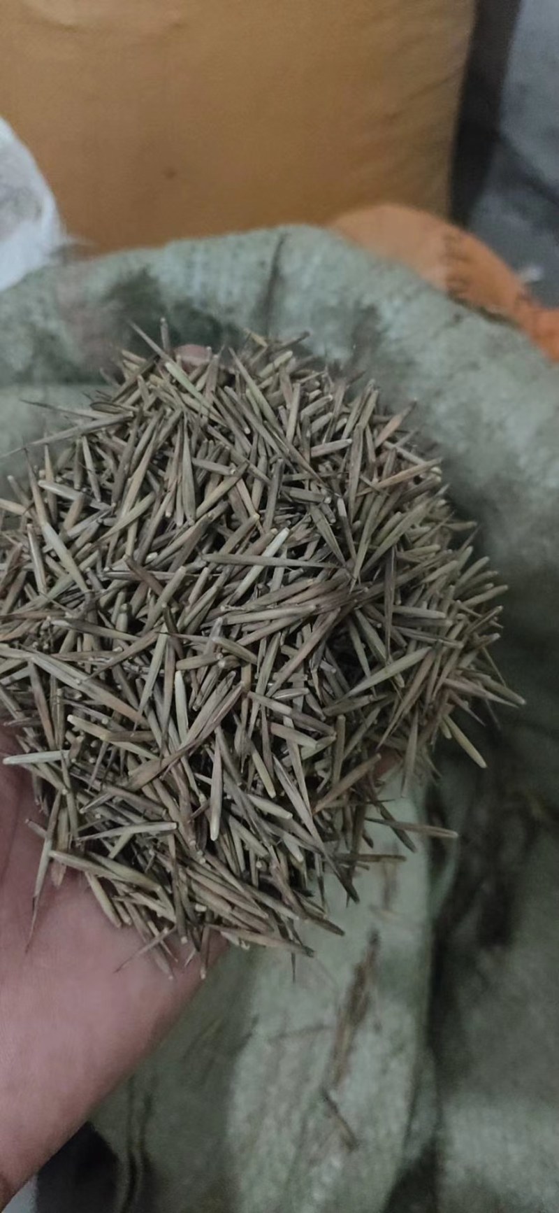 檫木江西檫木种子各种品种子大量供应