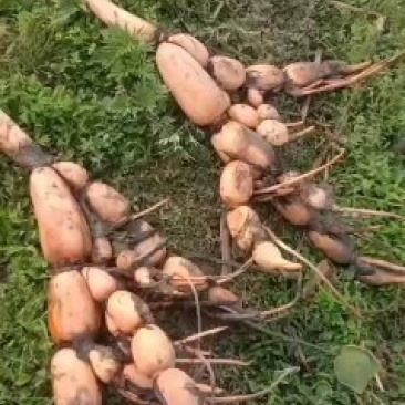 新鄂莲六号粉莲藕