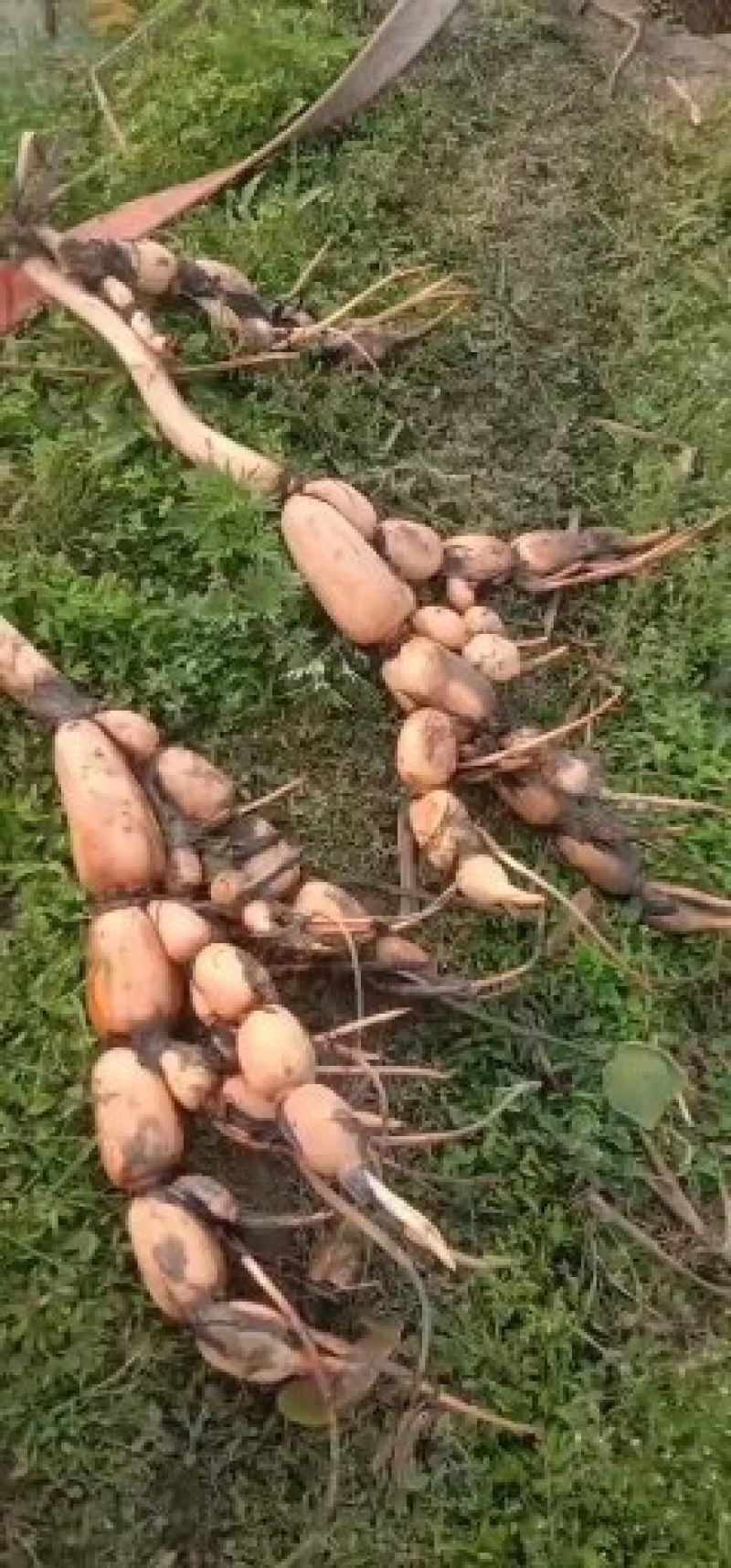 新鄂莲六号粉莲藕