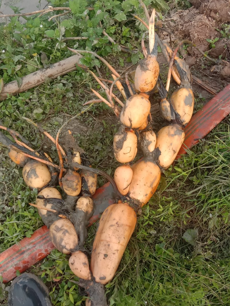 新鄂莲六号粉莲藕