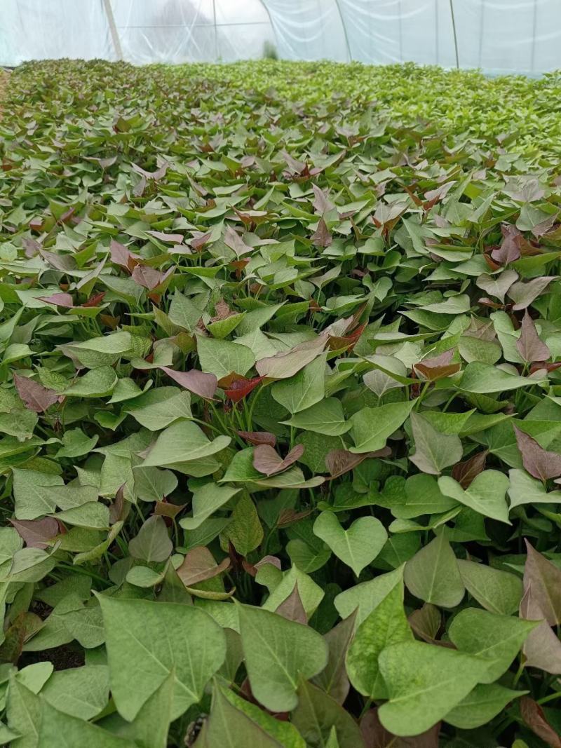 脱毒原种西瓜红（普薯32）红薯苗，基地直供，支持线上交易