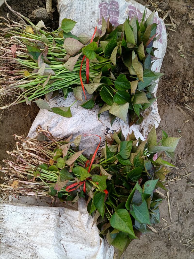 脱毒原种西瓜红（普薯32）红薯苗，基地直供，支持线上交易