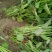 脱毒原种西瓜红（普薯32）红薯苗，基地直供，支持线上交易