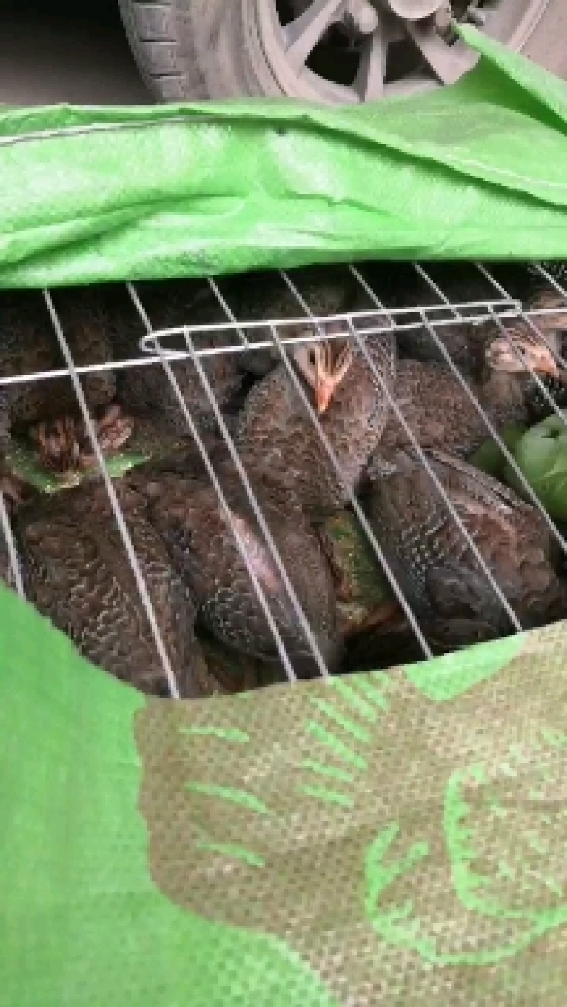 鸡苗脱温鸡苗出壳鸡苗