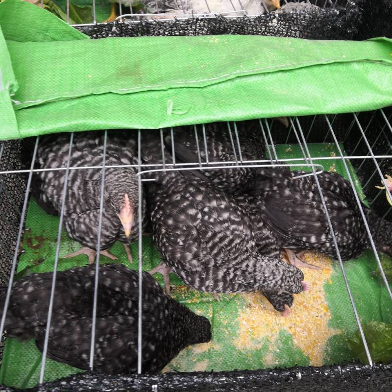 鸡苗脱温鸡苗出壳鸡苗