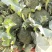 耐寒优秀西兰花0.8~1.2斤，大小均匀，口感好