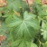 金秀大瑶山山咔咔甜茶