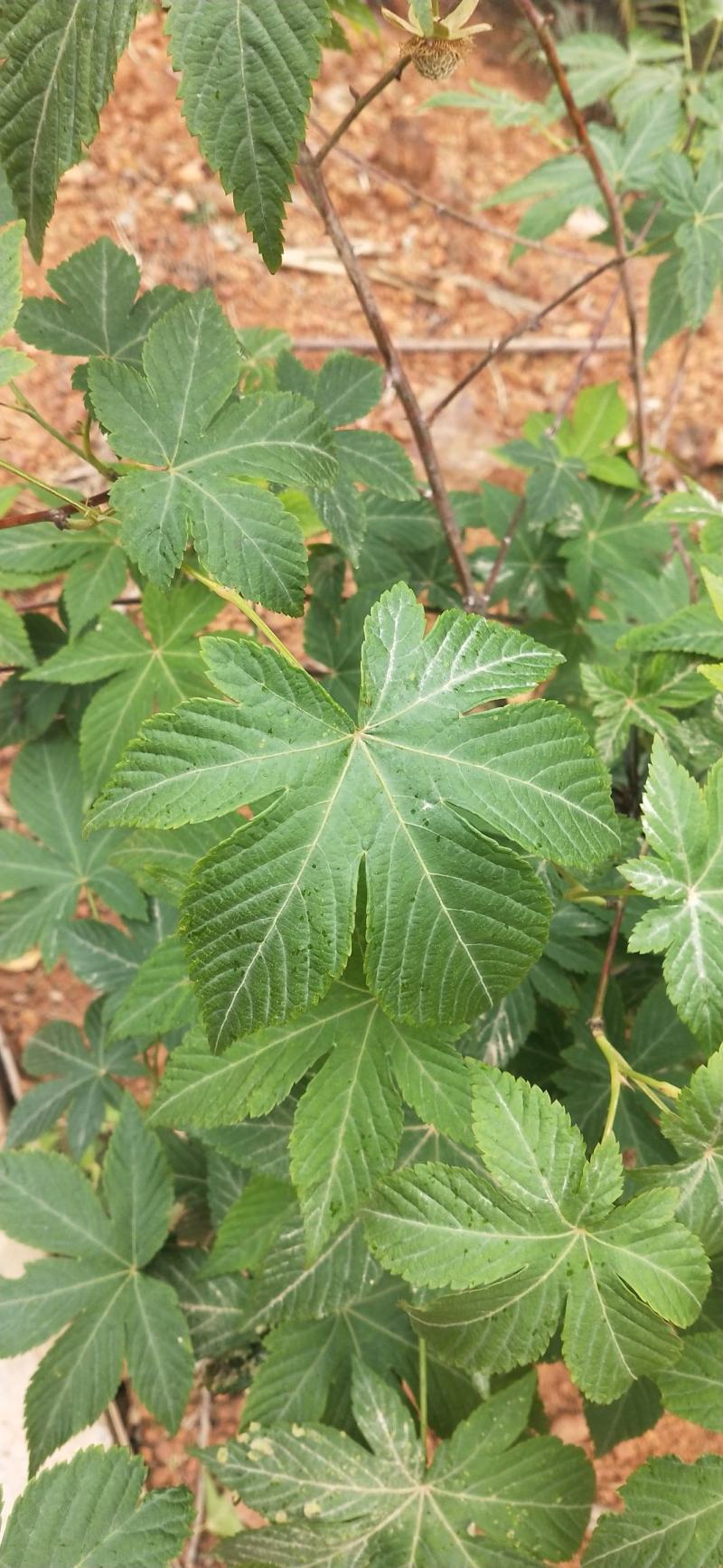 金秀大瑶山山咔咔甜茶