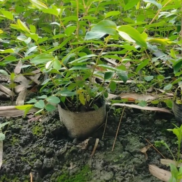 绿化苗木金丝桃杯苗散笼子