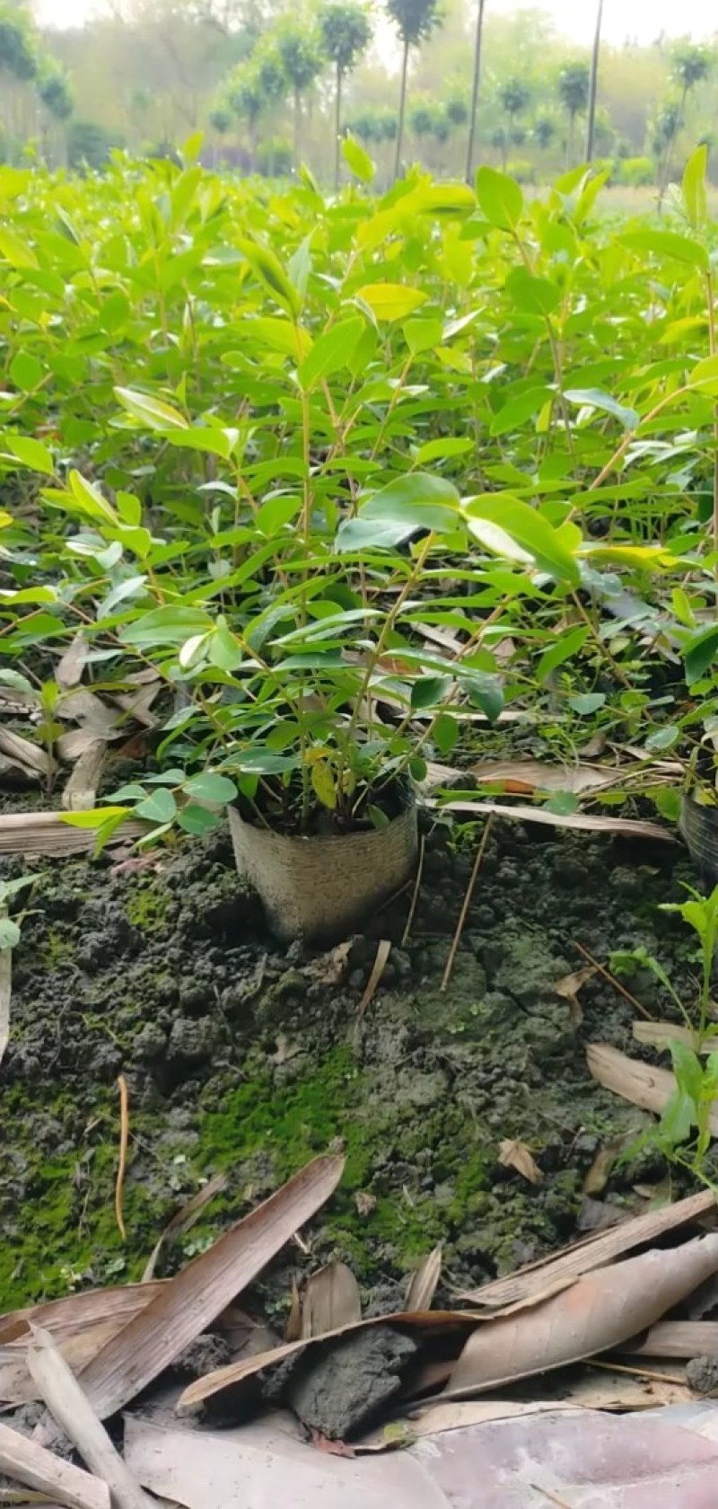 绿化苗木金丝桃杯苗散笼子