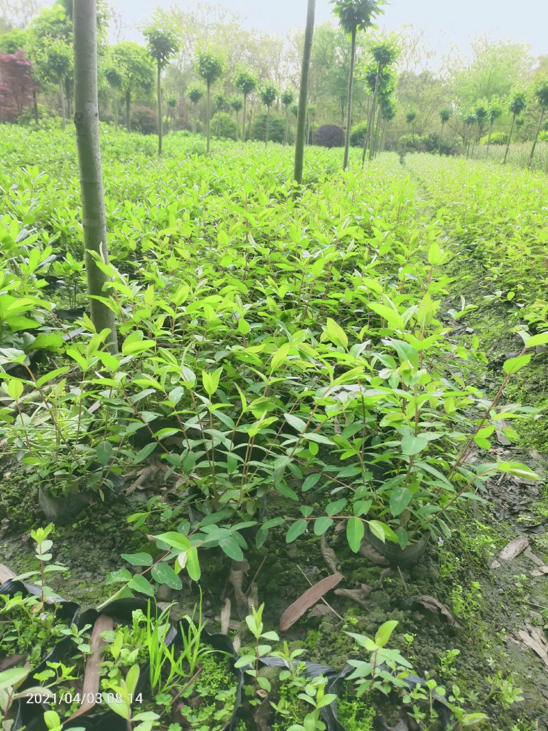 绿化苗木金丝桃杯苗散笼子
