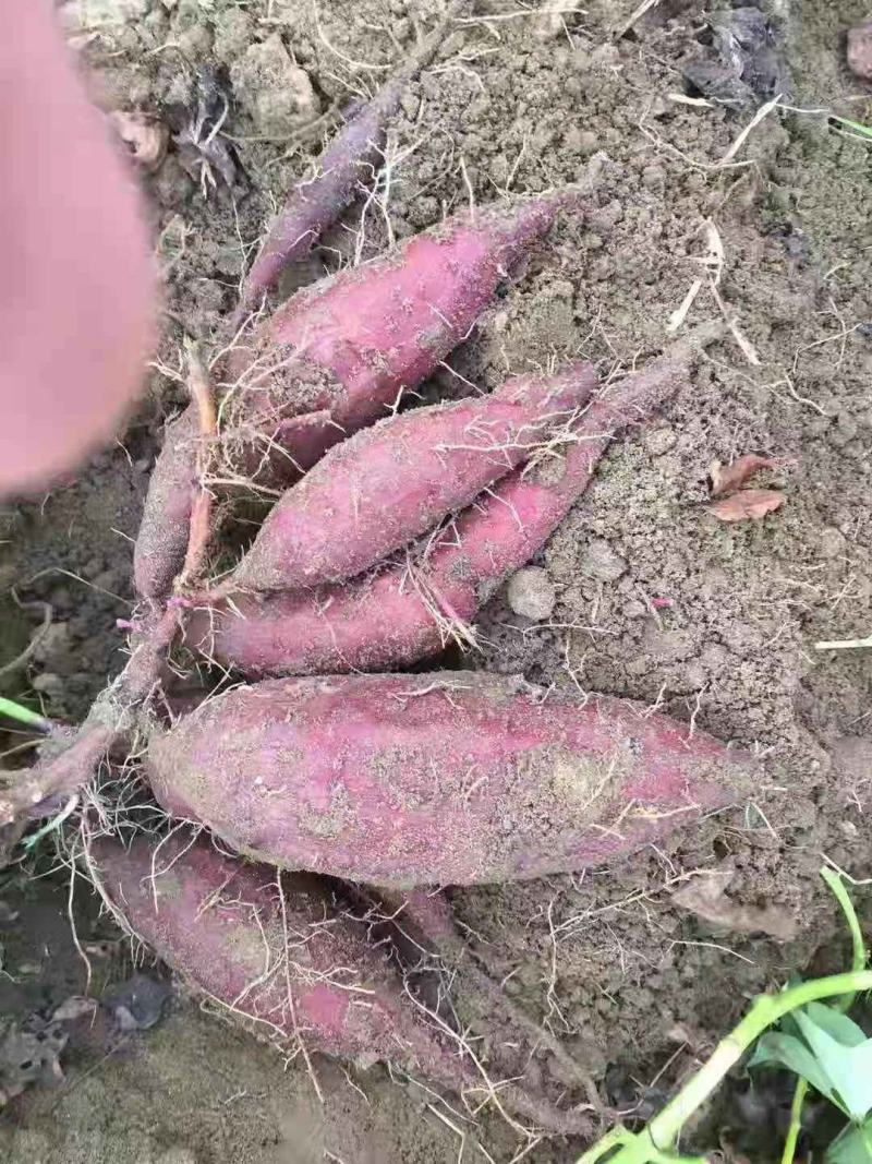 正宗紫罗兰，价格优惠，欢迎下单