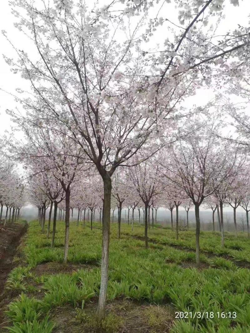 精品高杆染井吉野，6-20公分，基地直销，欢迎前来选购