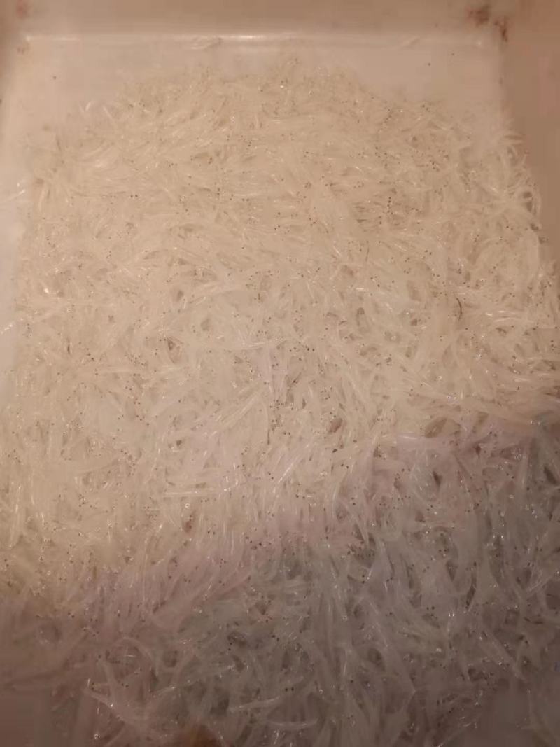 澜沧江银鱼，灯光网银鱼，银鱼干