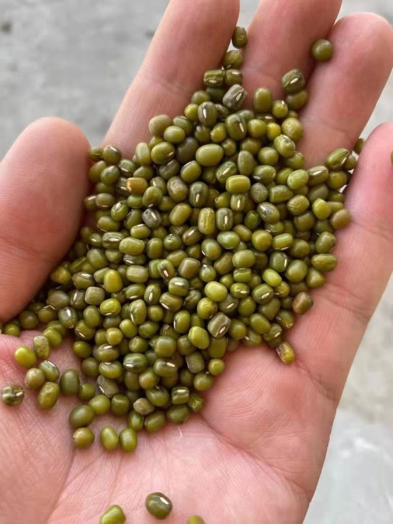 绿豆精品绿豆批发江湖地摊经济货源整件起批