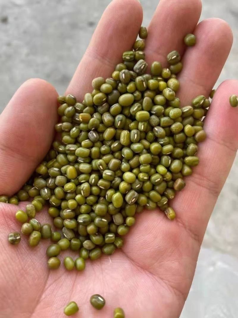绿豆精品绿豆批发江湖地摊经济货源整件起批