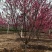 绿化，苗木精品红叶红花碧桃，基地直销，3-20公分，
