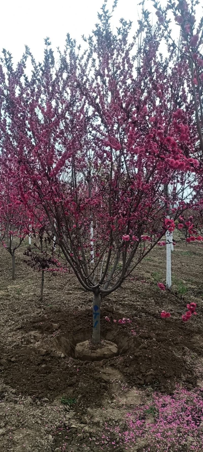 绿化，苗木精品红叶红花碧桃，基地直销，3-20公分，