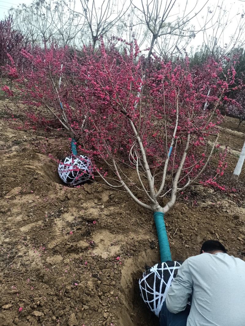 绿化，苗木精品红叶红花碧桃，基地直销，3-20公分，